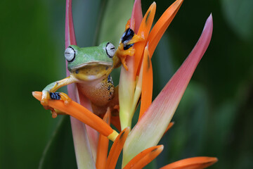 Wall Mural - tree frog on leaf, gliding frog (rhacophorus reinwardtii) on strelitzia reginae flowers, indonesian 