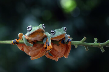 Wall Mural - Tree frog on leaf, Gliding frog (Rhacophorus reinwardtii) sitting on leaves, Javan tree frog on branch, Indonesian tree frog