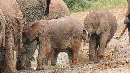 Poster - Playful African elephant (Loxodonta africana) calves, Addo Elephant National Park, South Africa