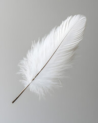 Wall Mural - White fluffy feather isolated on light grey background	