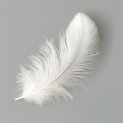 Wall Mural - White fluffy feather isolated on light grey background	