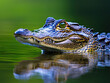 © Wonderful Studio - Close-up of a crocodile head peeking out of water with vibrant colors and detailed scales, showcasing the reptile in its natural habitat.