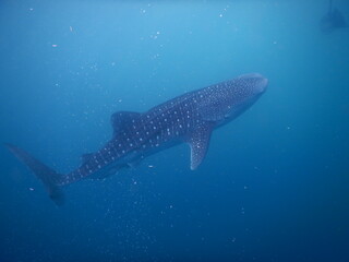 Wall Mural - Whale shark swimming underwater deep blue ocean