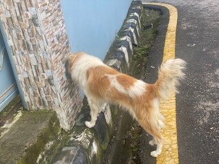 golden,dog,animal,nature,plant,flower