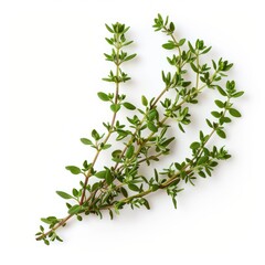 Wall Mural - 3D Thyme Leaves Herb