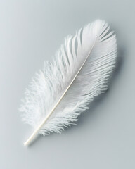 Wall Mural - White fluffy feather isolated on light grey background	