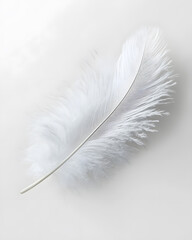 Wall Mural - White fluffy feather isolated on light grey background	