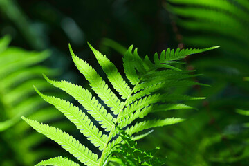 fern leaves in forest in sunshine.