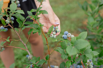 Hand picking ripening blueberries from vine