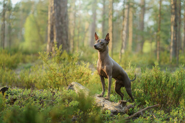 A hairless dog stands alert in a lush forest setting, its ears perked in the soft forest light.