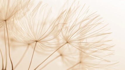 Aufkleber - Delicate dandelion seed heads are softly illuminated, showcasing their intricate structures against a white backdrop