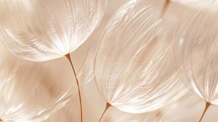 Poster - Gentle dandelion seeds float gracefully through the air, carried by a soft breeze under a warm afternoon light