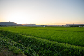 Wall Mural - 夕暮れ時の田んぼ風景