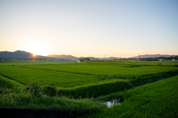 Wall Mural - 夕暮れ時の田んぼ風景