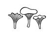 © MarLein - Chanterelle mushrooms, vector drawing illustration.