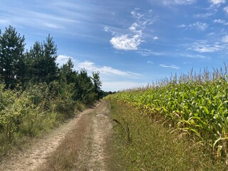 Field of ripe corn bushes on the field