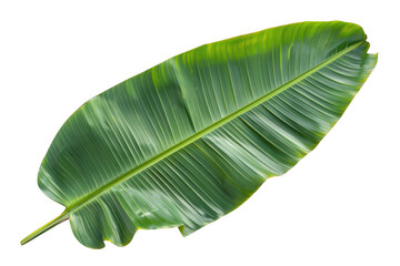 Wall Mural - Large Green Banana Leaf