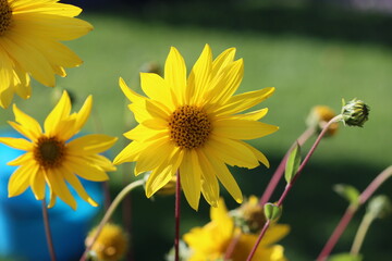 Canvas Print - Sweden. Helianthus pauciflorus, called the stiff sunflower, is a North American plant species in the family Asteraceae. 