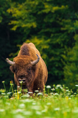 european bison in the field