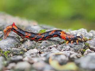 Caterpillars crawl on stones and moss.