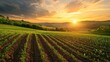 © EnelEva - A scenic sunset over a lush green cornfield with rows of young plants in the countryside.