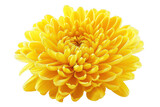 Yellow Chrysanthemum Flower