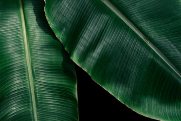 Canvas Print - green banana leaf texture, dark nature background