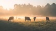 © VK Studio - Morning mist envelops a tranquil field where cows graze, highlighted by the soft golden hues of dawn breaking over the horizon.