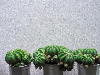 Cactus in a white pot on a cement background in front of the house