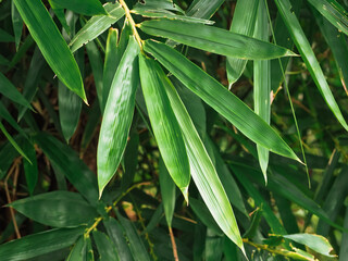 Green bamboo leaves in shady garden for rainy season nature background