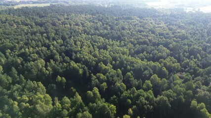 Wall Mural - Aerial shot of summer forest landscape