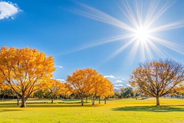 Poster - A sunny autumn landscape with golden trees and a blue sky in the countryside