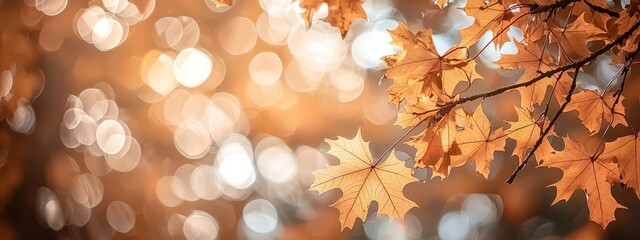 Poster - Stunning maple leaves in autumn sunlight on a sunny day on Kyushu, Japan. There are no people in the image, it is close up, copy space, macro.