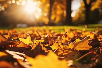 Poster - An autumn park with paved streets and dry leaves, close-up