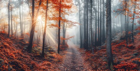 Poster - This autumn scene shows me a magical forest with sun rays beautifully illuminating the mist and painting stunning colors onto the trees.
