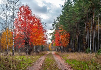 Poster - Autumn forest in fog. Red foggy forest with a trail. Colorful landscape with beautiful enchanted trees giving off orange and red autumn leaves. Woods in October. Various woodland scenes. Nature.