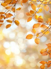 Poster - An autumn park with colorful foliage; autumn leaves backgrounds