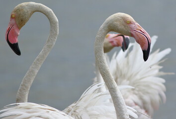 deux flamants roses