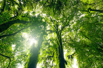 Wall Mural - looking up view of tree trunk to green leaves of tree in forest with sun light. fresh environment in