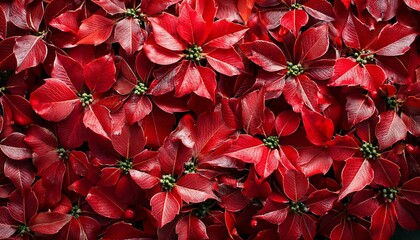 Top view of festive Christmas background with red Holly leaves and green berries