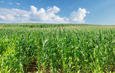 Field of ripening corn. Corn field in sunny day. Rural landscape