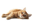 © Asier - Playful orange tabby cat lying on side isolated on white. PNG transparent.