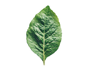 Fresh green lettuce leaf isolated on white. PNG transparent.