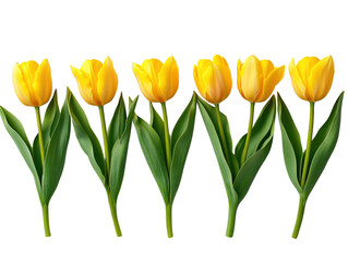 Wall Mural - Row of yellow tulips with green stems isolated on white background. PNG transparent.