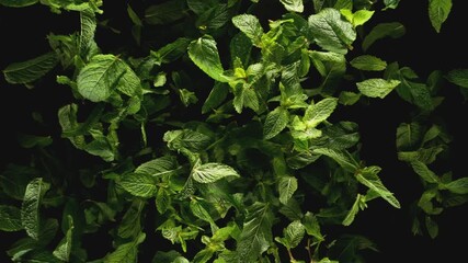 Aufkleber - Super Slow Motion of Flying Fresh Mint Leaves. Filmed on High Speed Cinema Camera, 1000 fps.