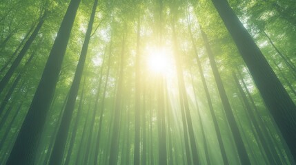 Wall Mural - a forest with trees and sunlight shining through the leaves