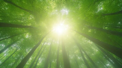 Wall Mural - a forest with trees and sunlight shining through the leaves