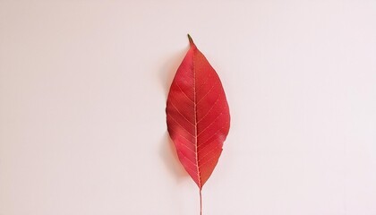 minimalist design featuring a red leaf outline emphasizing natural simplicity