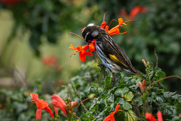 Wall Mural - New Holland Honeyeater (Phylidonyris novaehollandiae), Narooma, NSW, March 2024