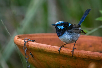 Wall Mural - Superb fairy-wren (Malurus cyaneus) male, Narooma, NSW, June 2024